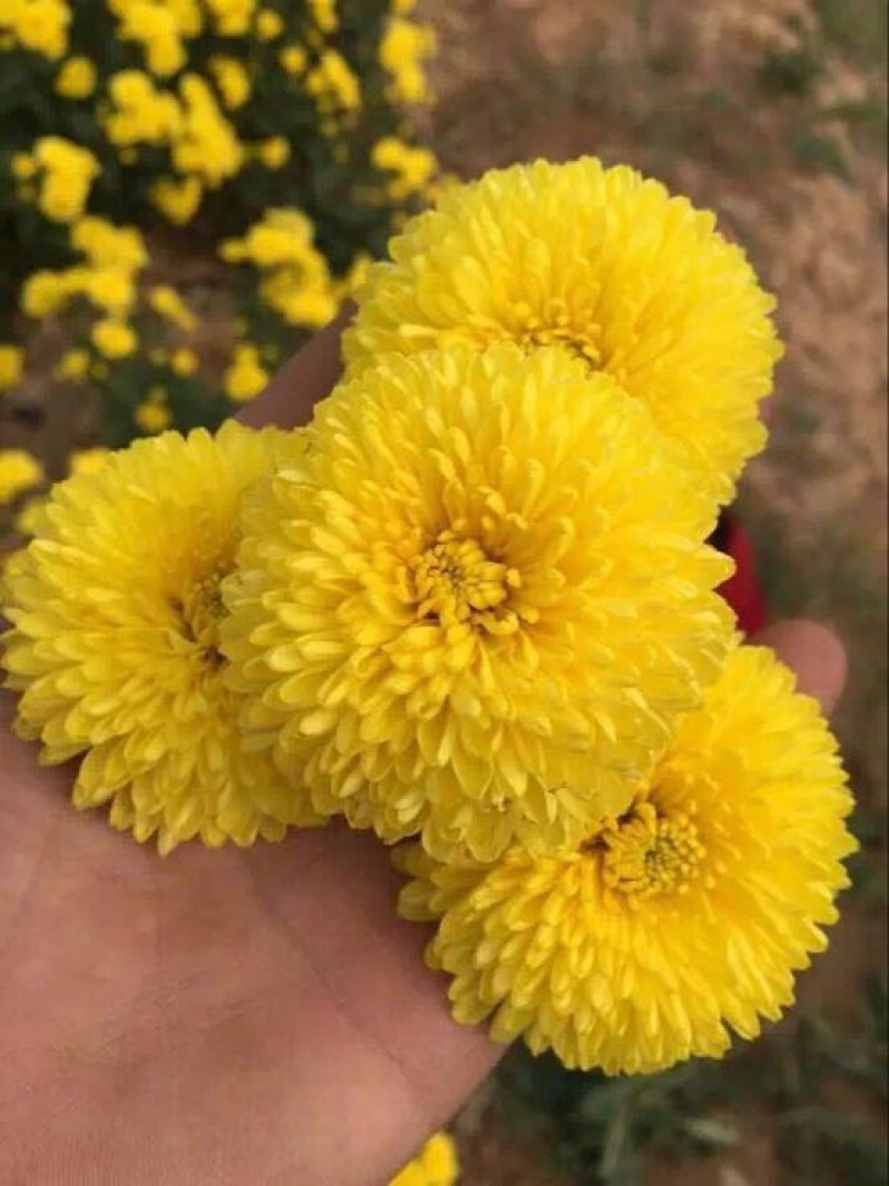 皇菊茶特级