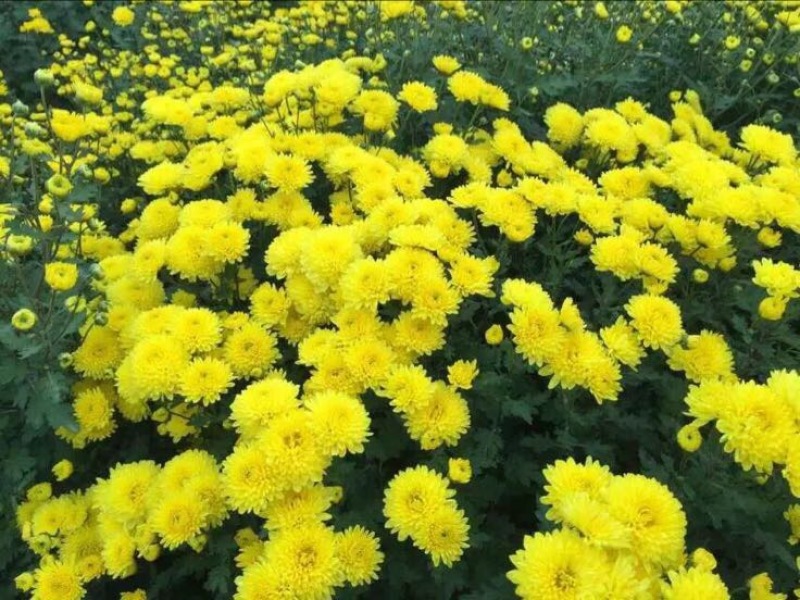 皇菊茶特级