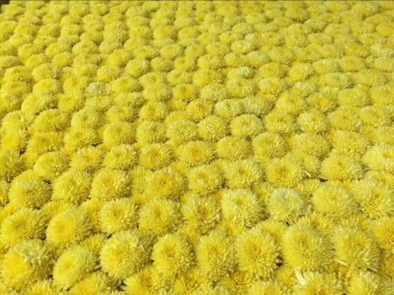 皇菊茶特级