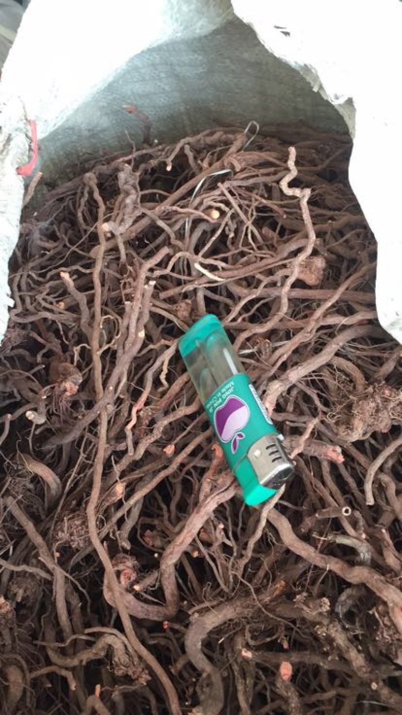 茜草