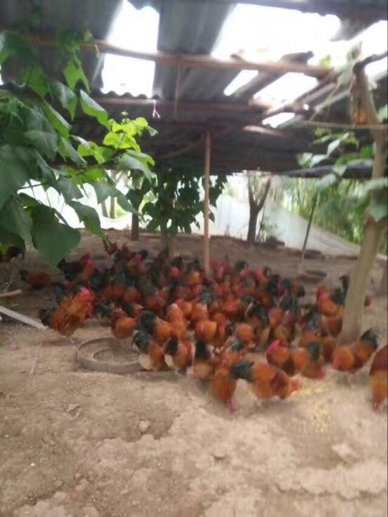 五谷杂粮农家鸡自由鸡，