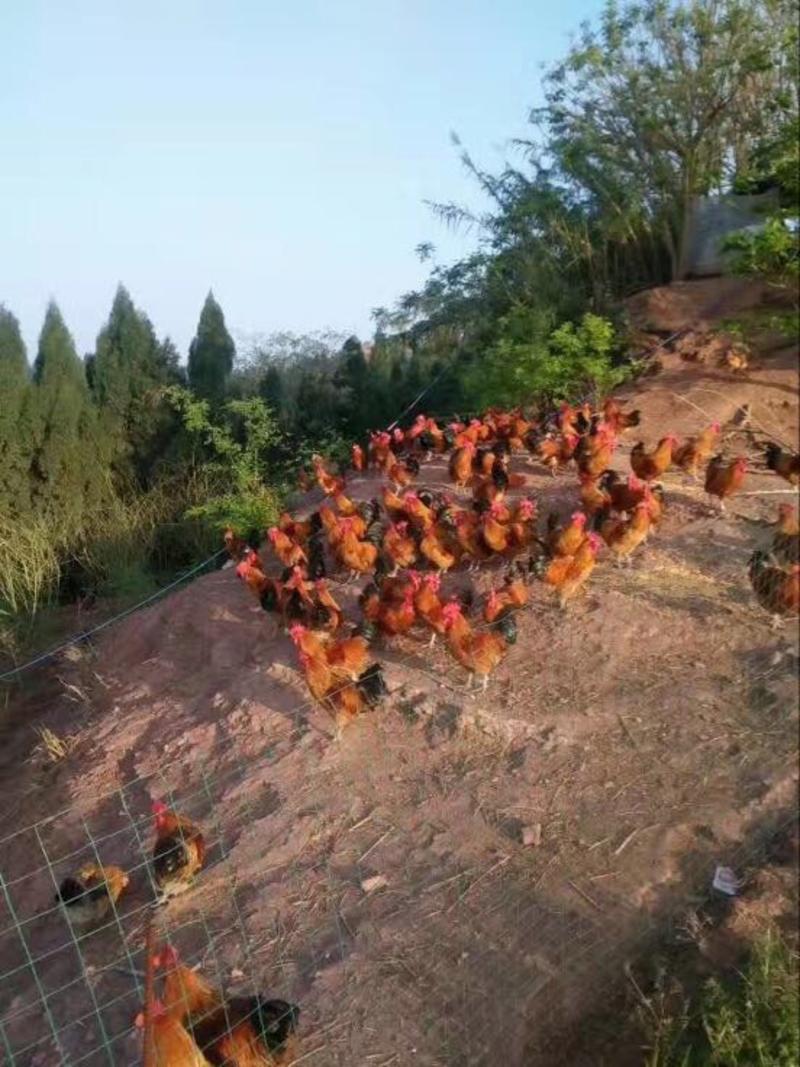 五谷杂粮农家鸡自由鸡，