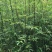 花椒树1.1~1.5m