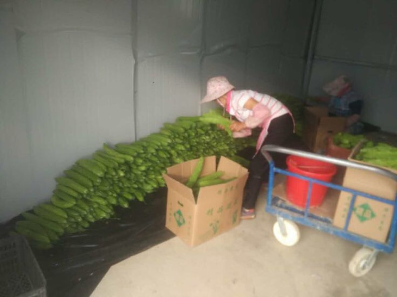 绿元帅7~8两