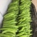 绿元帅7~8两