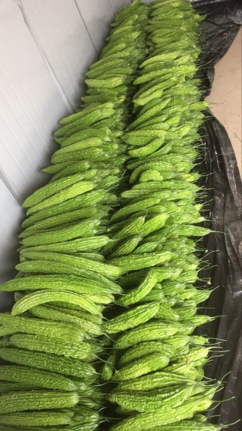 绿元帅7~8两