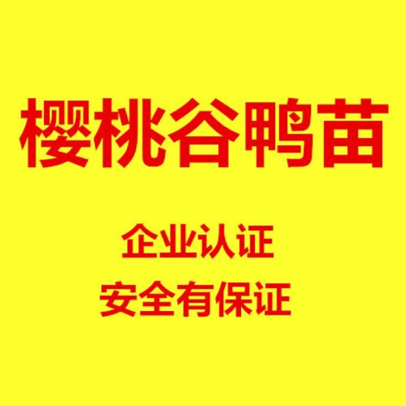 樱桃谷肉鸭苗60~70克统货
