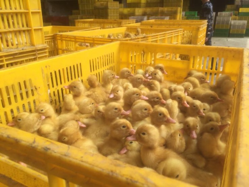 樱桃谷肉鸭苗60~70克统货