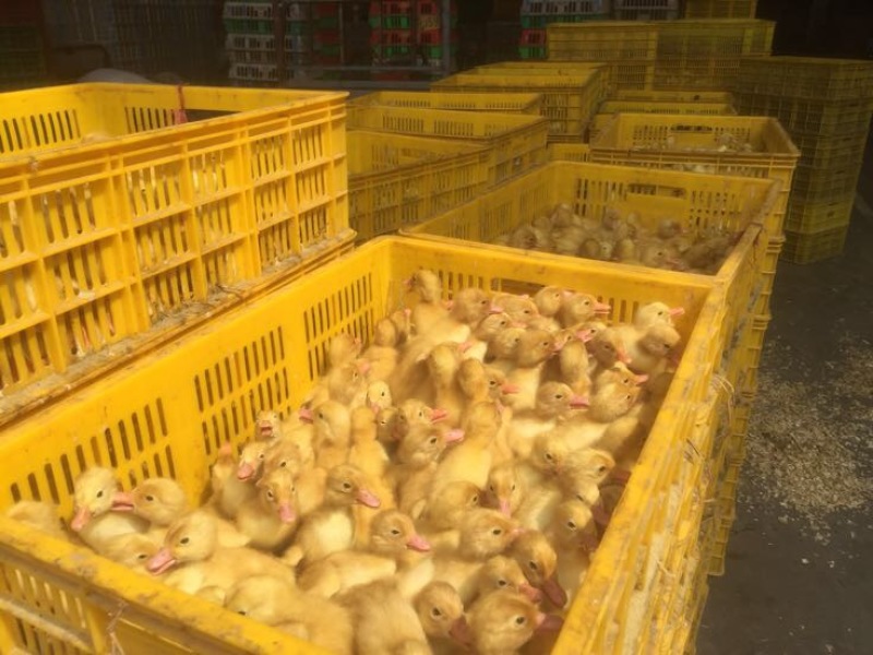 樱桃谷肉鸭苗60~70克统货