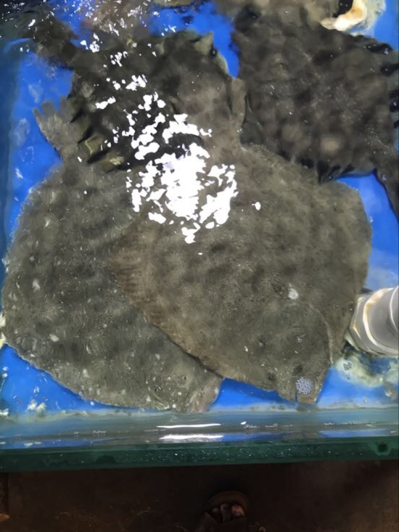 多宝鱼食用冰鲜鱼