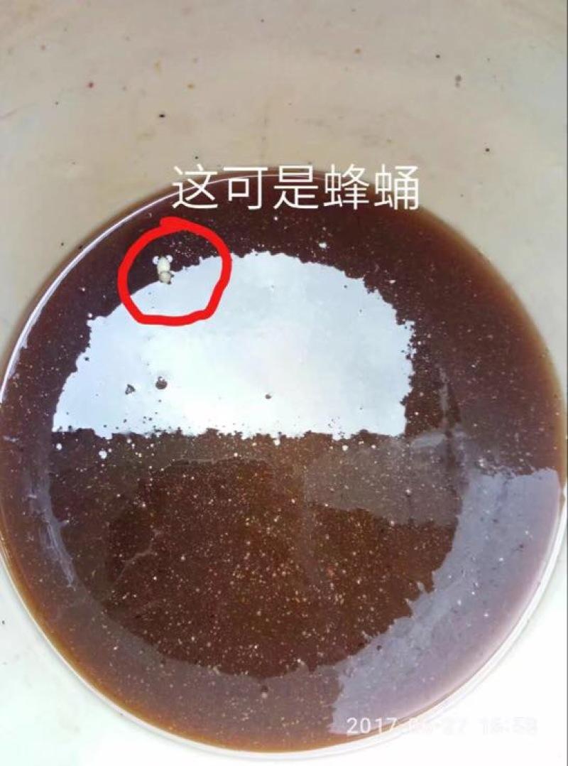 土蜂蜜1斤