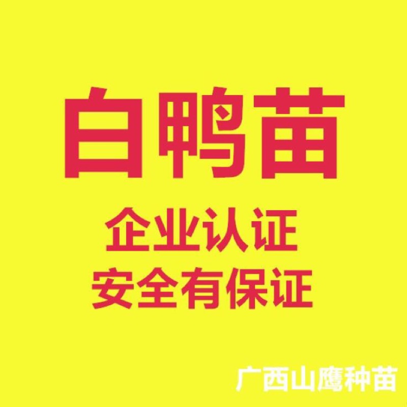 白鸭苗60~70克统货
