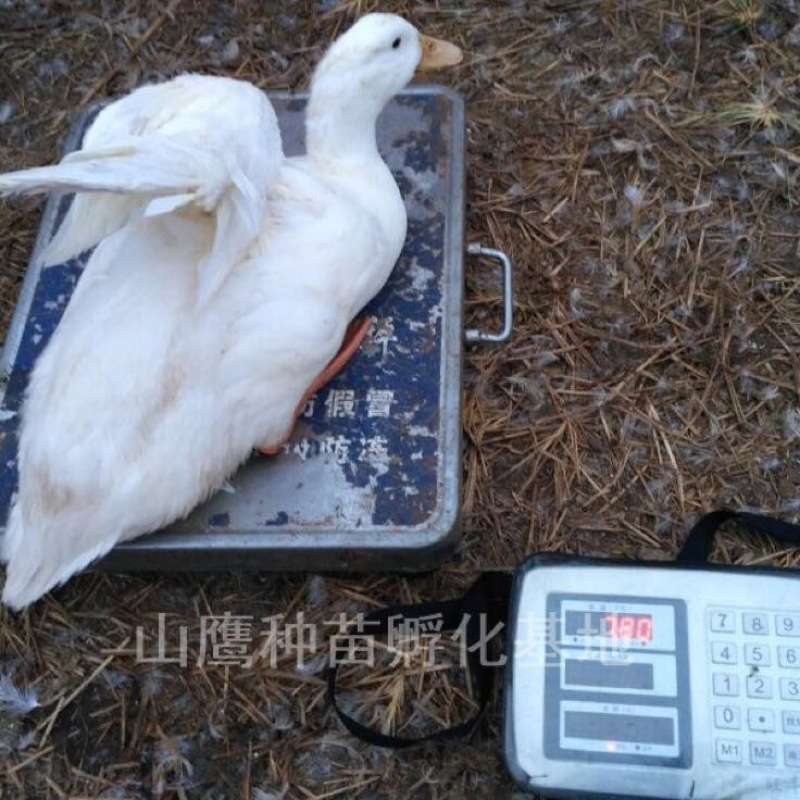 白鸭苗60~70克统货