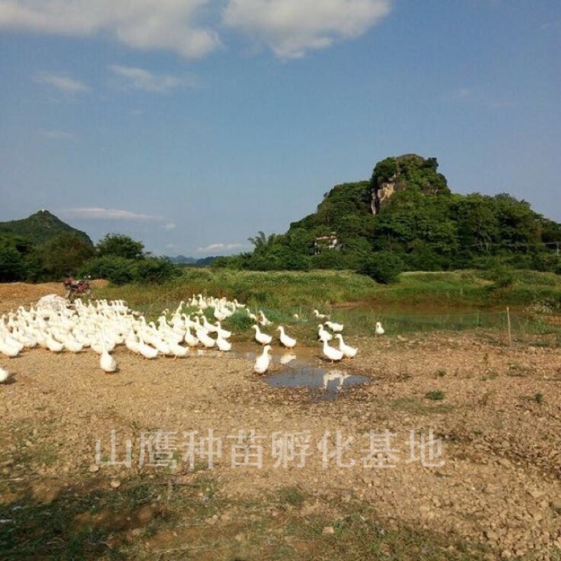 白鸭苗60~70克统货