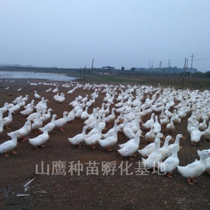 白鸭苗60~70克统货