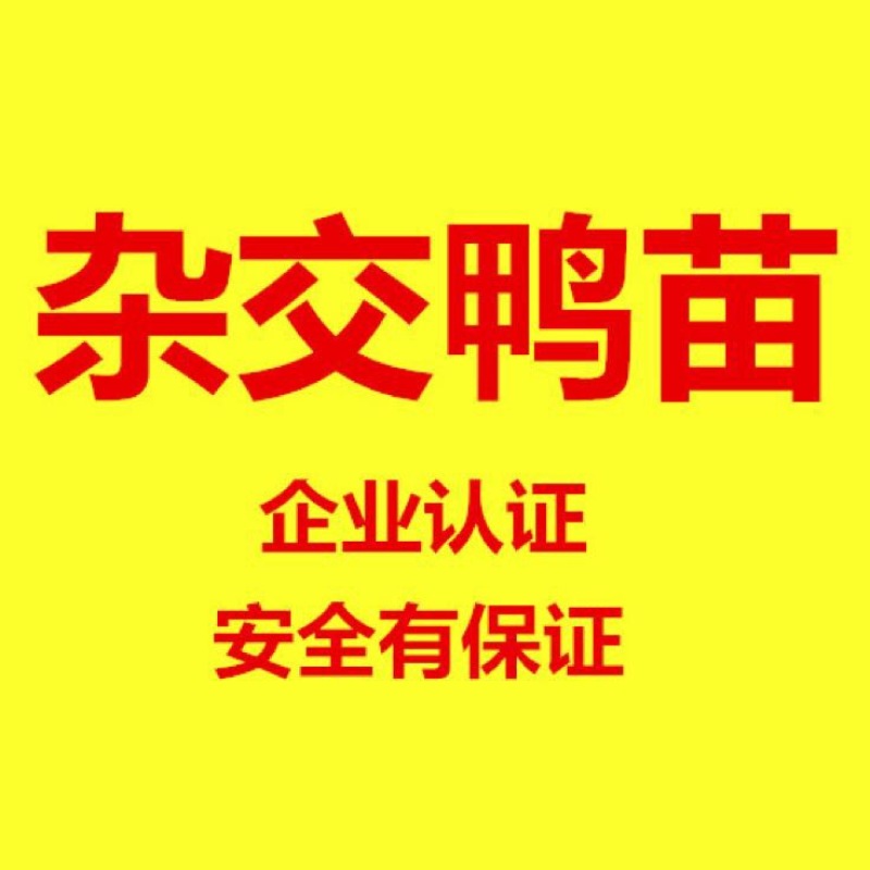 杂交鸭苗统货0.5斤以下