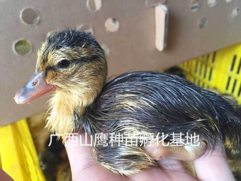 杂交鸭苗统货0.5斤以下