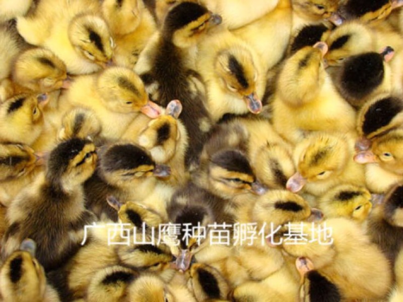 杂交鸭苗统货0.5斤以下