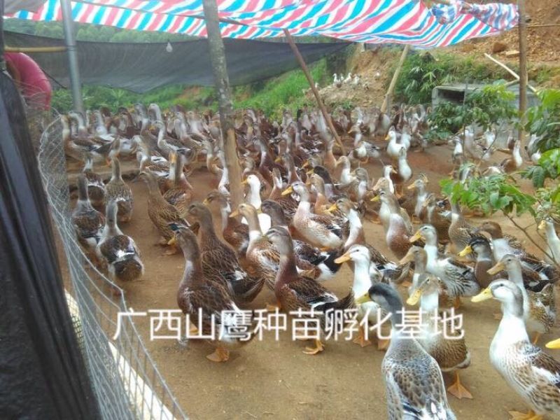 杂交鸭苗统货0.5斤以下