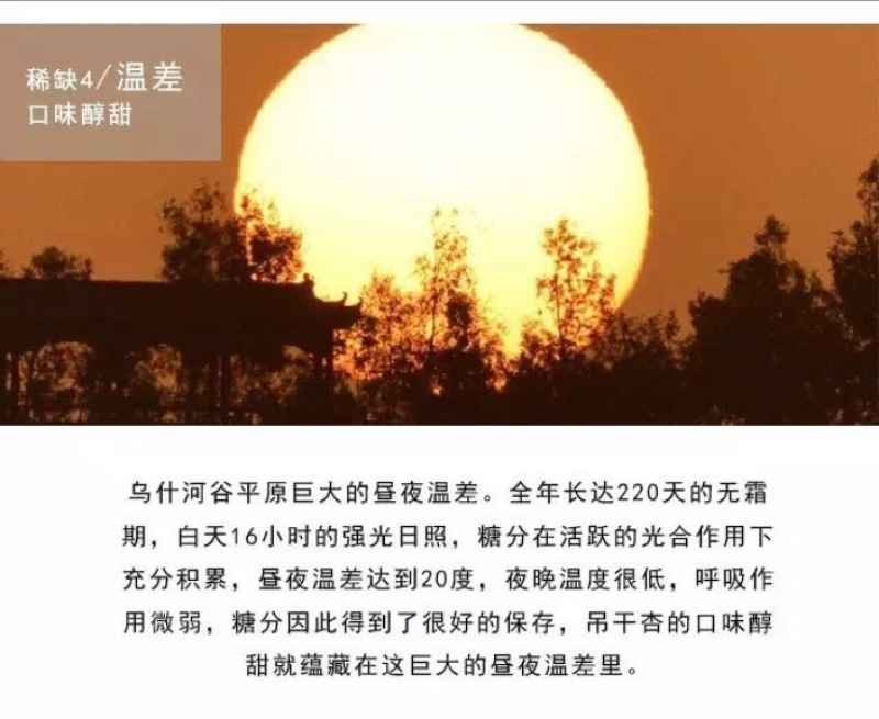 杏干