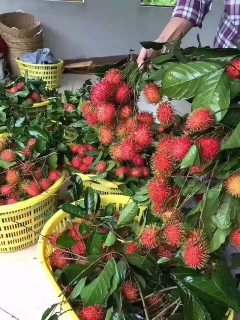 毛丹2cm以上