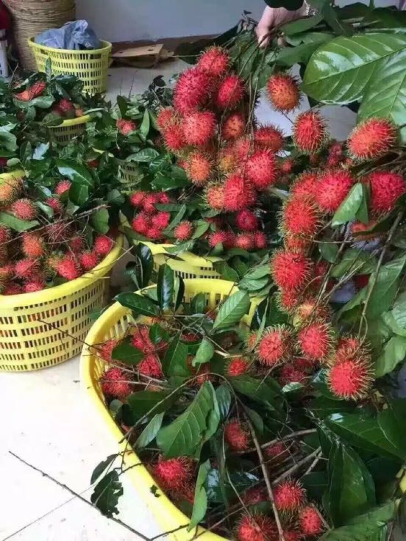 毛丹2cm以上