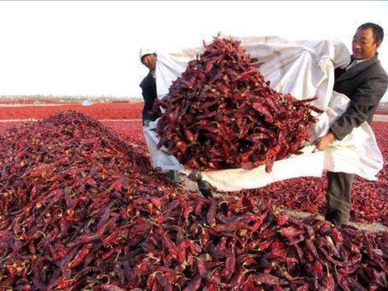 鲜辣椒15~20厘米中辣红