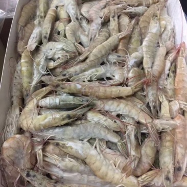 南美白对虾食用冻虾