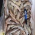 南美白对虾食用冻虾