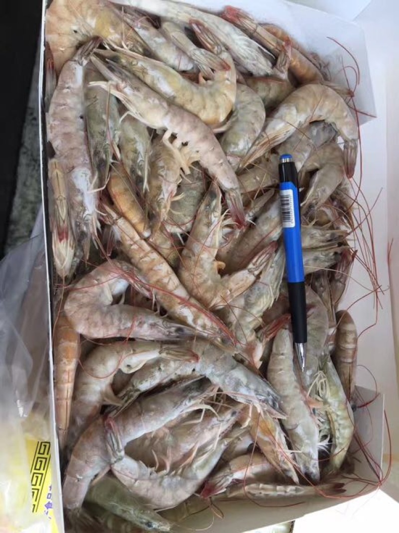 南美白对虾食用冻虾