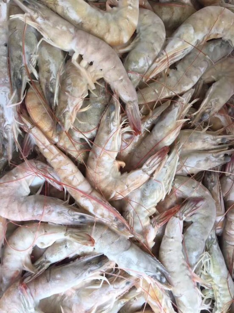 南美白对虾食用冻虾