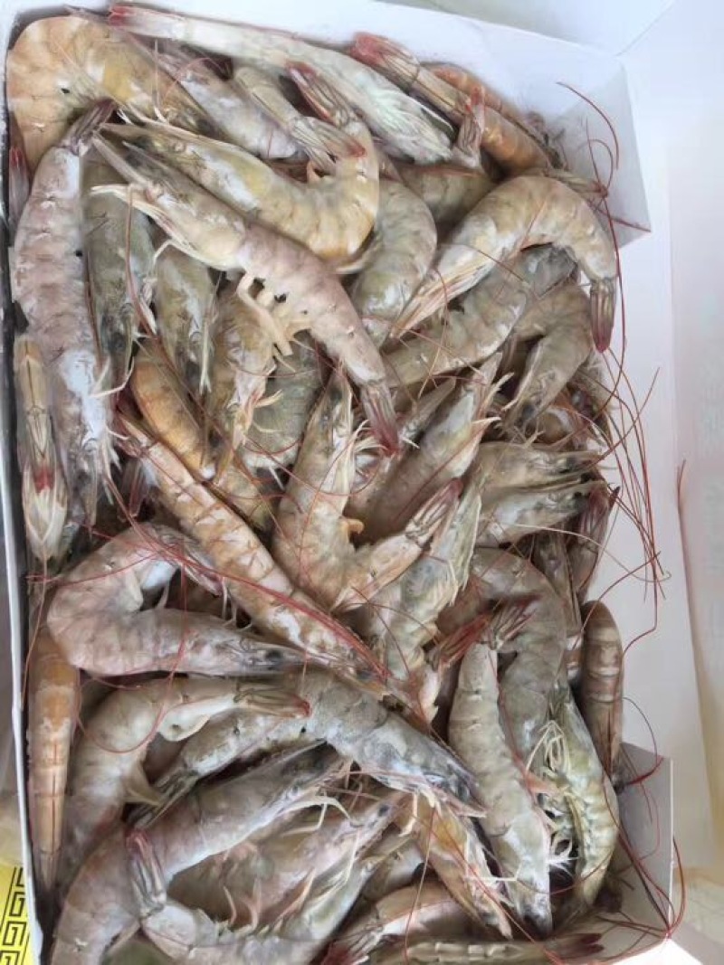 南美白对虾食用冻虾