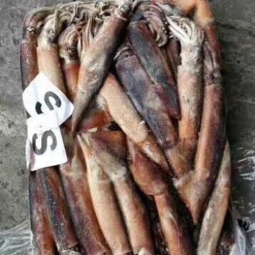 鱿鱼食用冰冻