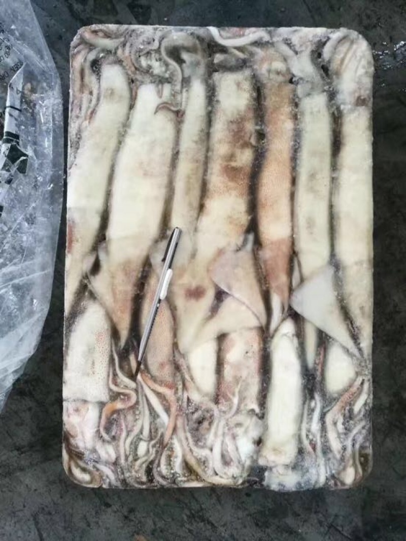 鱿鱼食用冰冻