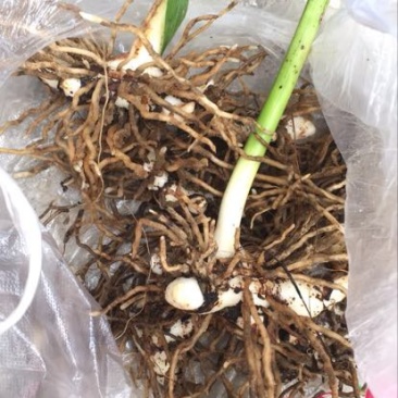 鲜白芨统货有几十亩，全部块茎苗，品质好，货好。