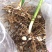 鲜白芨统货有几十亩，全部块茎苗，品质好，货好。