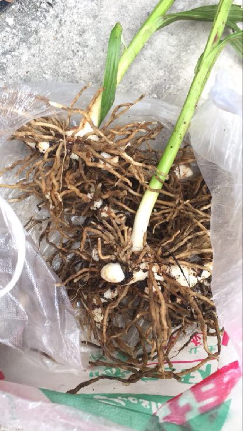 鲜白芨统货有几十亩，全部块茎苗，品质好，货好。