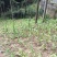 鲜白芨统货有几十亩，全部块茎苗，品质好，货好。