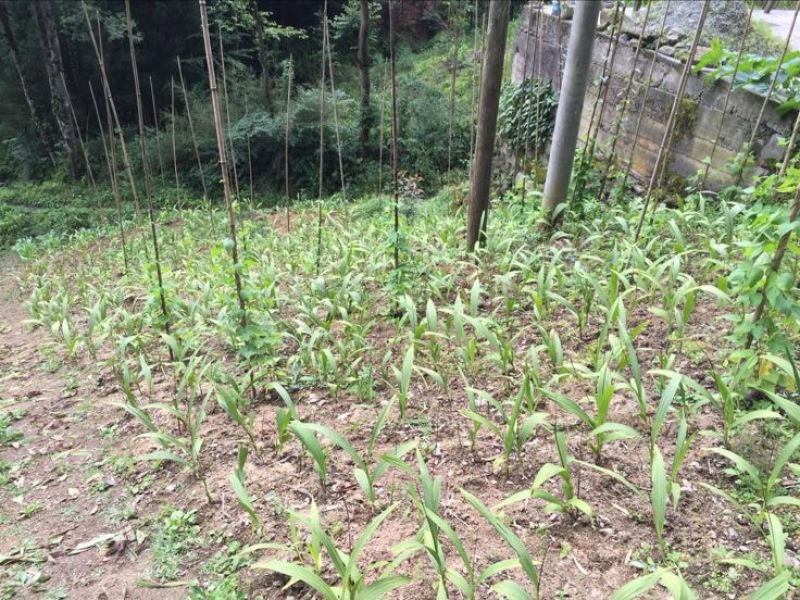 鲜白芨统货有几十亩，全部块茎苗，品质好，货好。