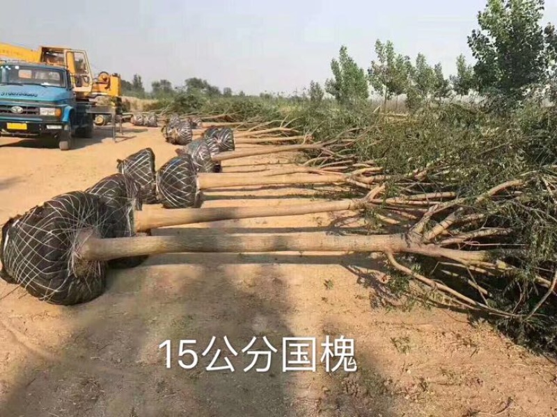 白蜡树12~14cm8~10cm