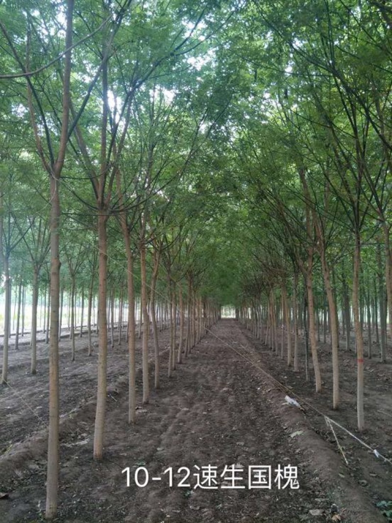 白蜡树12~14cm8~10cm