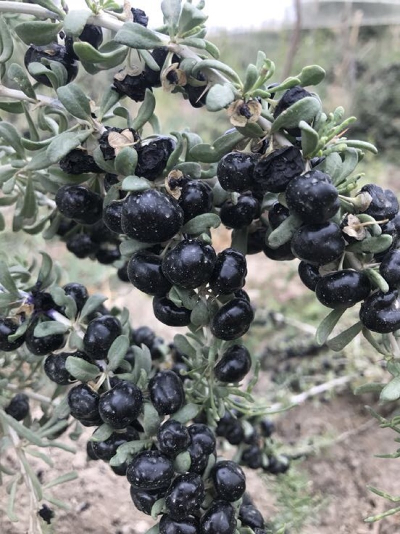 黑枸杞头茬干货