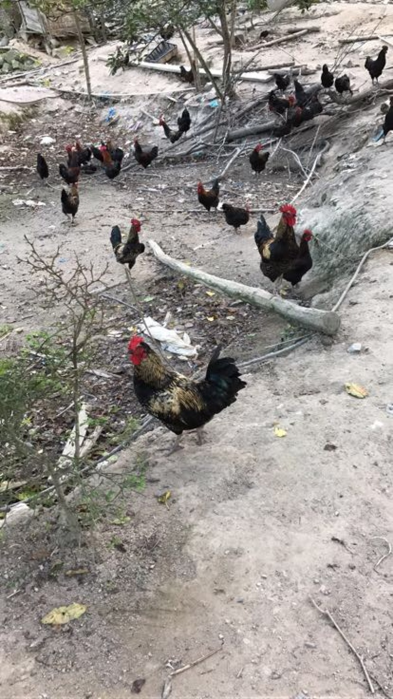 鸡散养土鸡5~6斤
