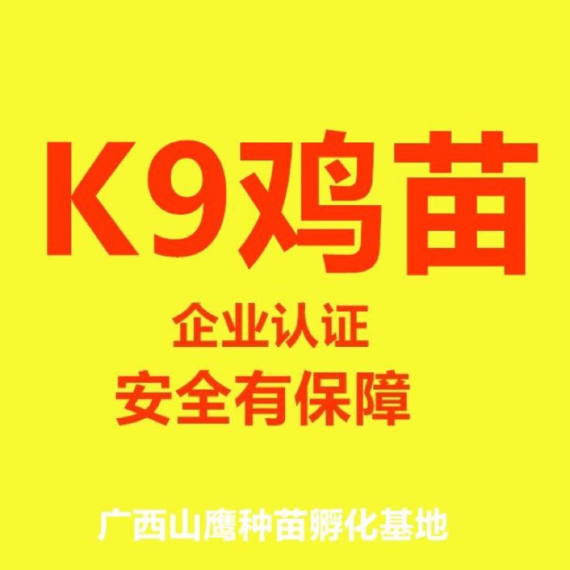 K9鸡苗出壳苗35到45克雄