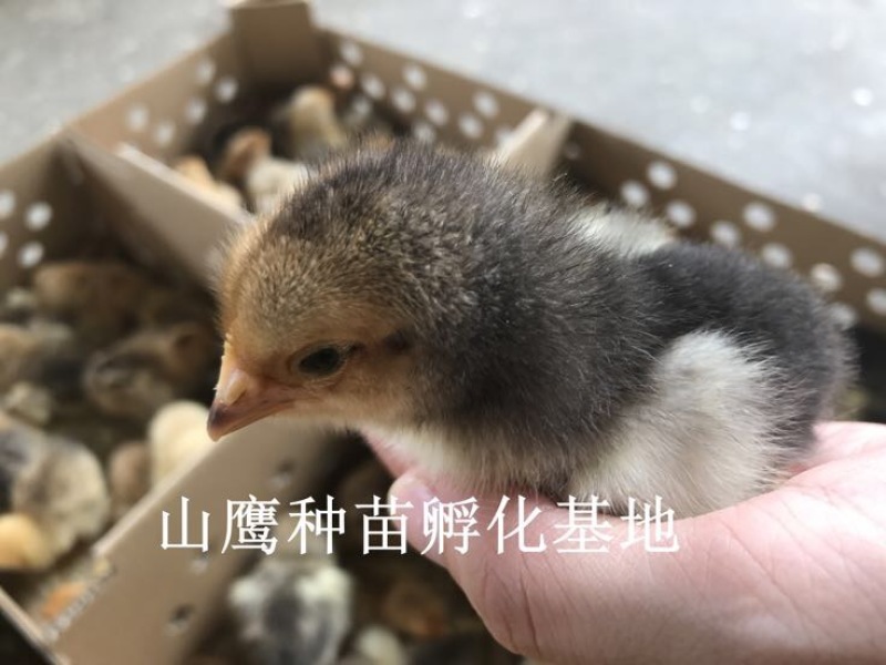 K9鸡苗出壳苗35到45克雄