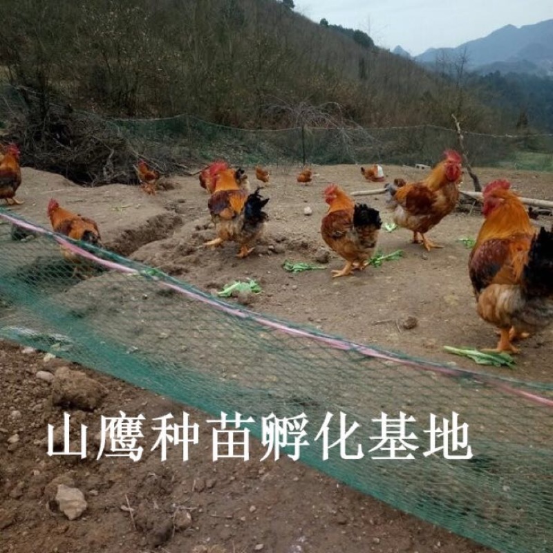 K9鸡苗出壳苗35到45克雄