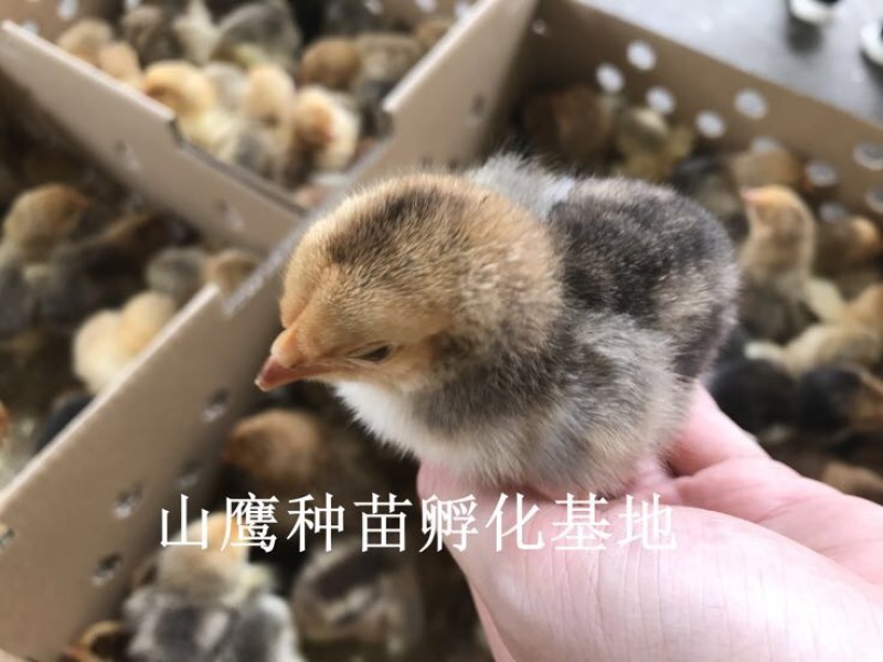 K9鸡苗出壳苗35到45克雄