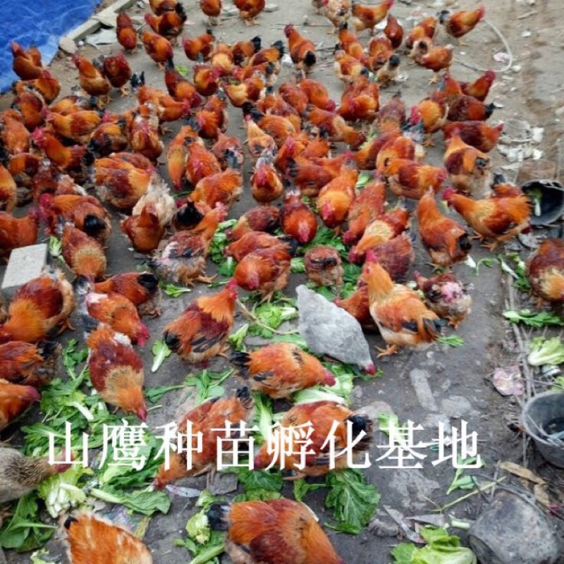 K9鸡苗出壳苗35到45克雄