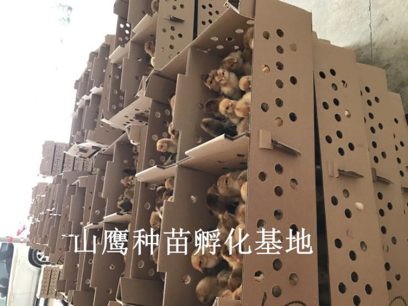 K9鸡苗出壳苗35到45克雄