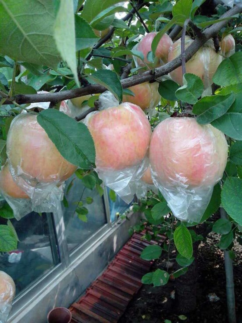 红将军苹果产地直供货源充足质优价廉，直供电商市场批发